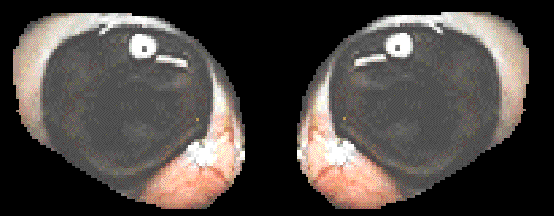 Bitmap Image